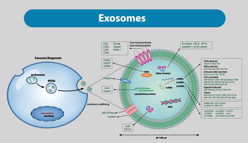 Exosomes Chart