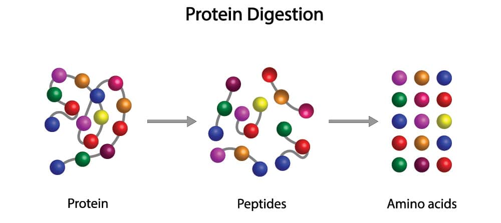 Protein Digestion Chart