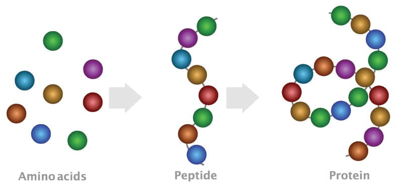 Sermorelin Chart